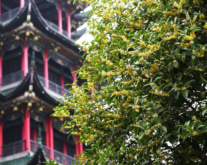 游蒙旅国际吃喝玩乐重庆旅游十大推荐麻将胡了游戏重庆旅游纯玩小团5日(图6)